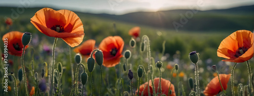 Tranquil nature setting with colorful poppies in the foreground. 