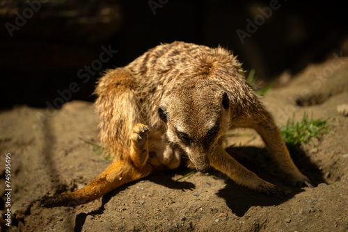 Erdmännchen spielt mit Freunden  photo