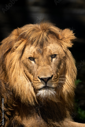 Der König der Löwen schaut in die Kamera 