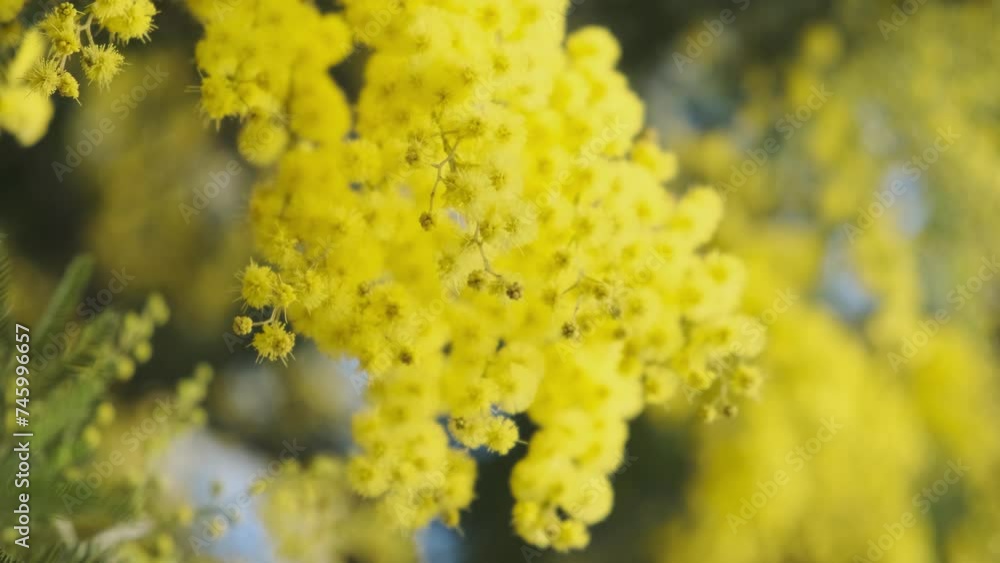 Blooming branch of yellow mimosa flower in springtime. Womens day, Easter background Blooming branch of yellow mimosa flower in springtime. Womens day, Easter background