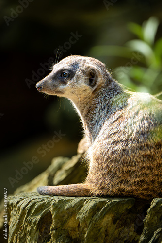 Erdmännchen von der Seite 