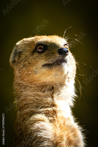Fuchsmanguste im Hochformat 