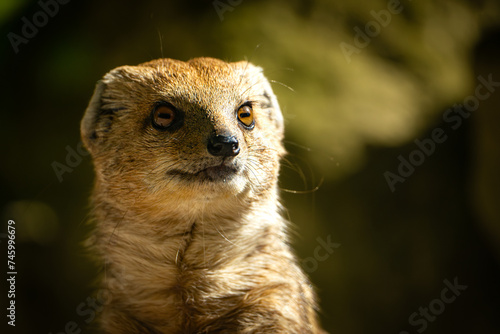 Fuchsmanguste im Querformat 