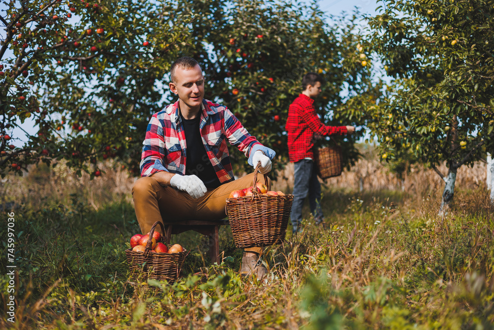 Fototapeta premium A cute young male farmer is picking apples in the garden and putting them in a basket. Harvesting red apples of the autumn harvest.