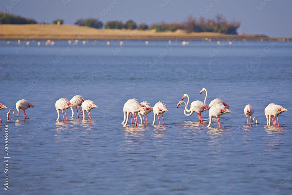 Flamingos in Lagune
