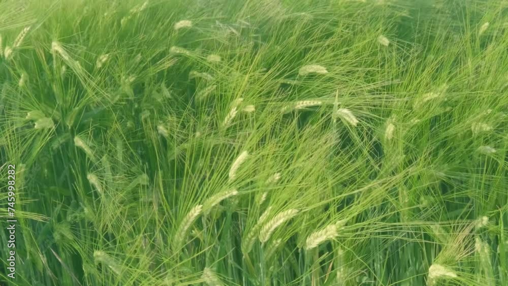 yellow, green ears of rye sway in wind in sunset rays, beautiful summer landscape, concept of rich harvest of bread, food crisis, grain import, export abroad, growing crops yellow, green ears of rye sway in wind in sunset rays, beautiful summer landscape, concept of rich harvest of bread, food crisis, grain import, export abroad, growing crops