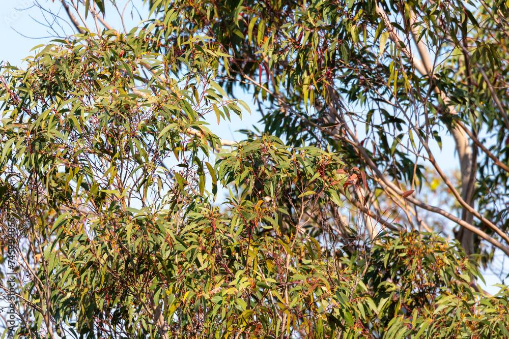 Photograph of vibrant green leaves on a Gum Tree in the Blue Mountains in New South Wales in Australia Photograph of vibrant green leaves on a Gum Tree in the Blue Mountains in New South Wales in Australia