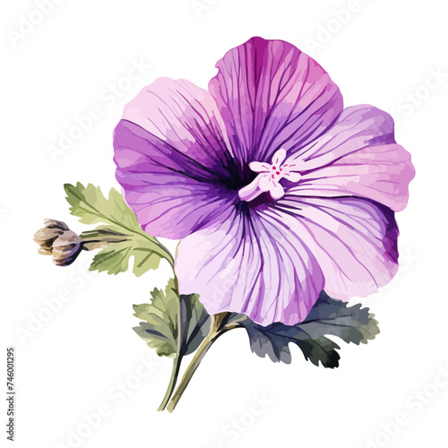 Watercolor vector Purple malva flower with leaves, isolated on white background, Drawing Illustration and vector clipart. photo