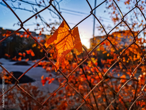 A yellow autumn maple leave hanging on a fence in the sun's rays. Nature autumn pattern