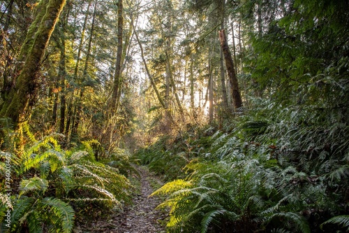 glowing forest path