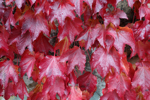 Autumn, wild vine (Parthenocissus tricuspidata) on house wall