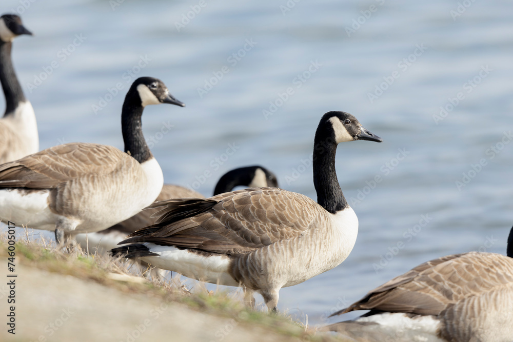 Canada goose swimming on a pond in the morning mist of a winter day Canada goose swimming on a pond in the morning mist of a winter day