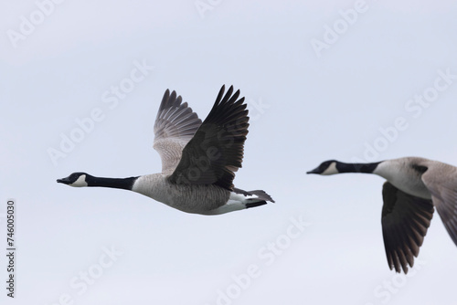 Photos Canada goose swimming on a pond in the morning mist of a winter day