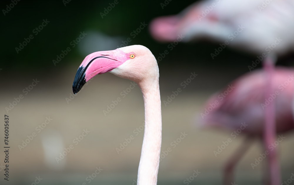 Naklejka premium Flamingo 