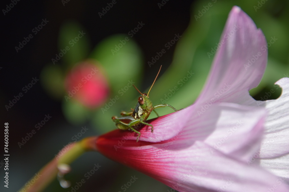 right view close up tiny grasshopper over a wild pink flower right view close up tiny grasshopper over a wild pink flower