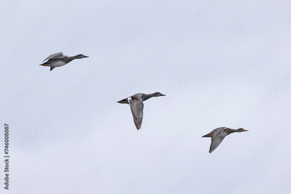 Obraz premium Gadwall Mareca Anas strepera swimming on a lake