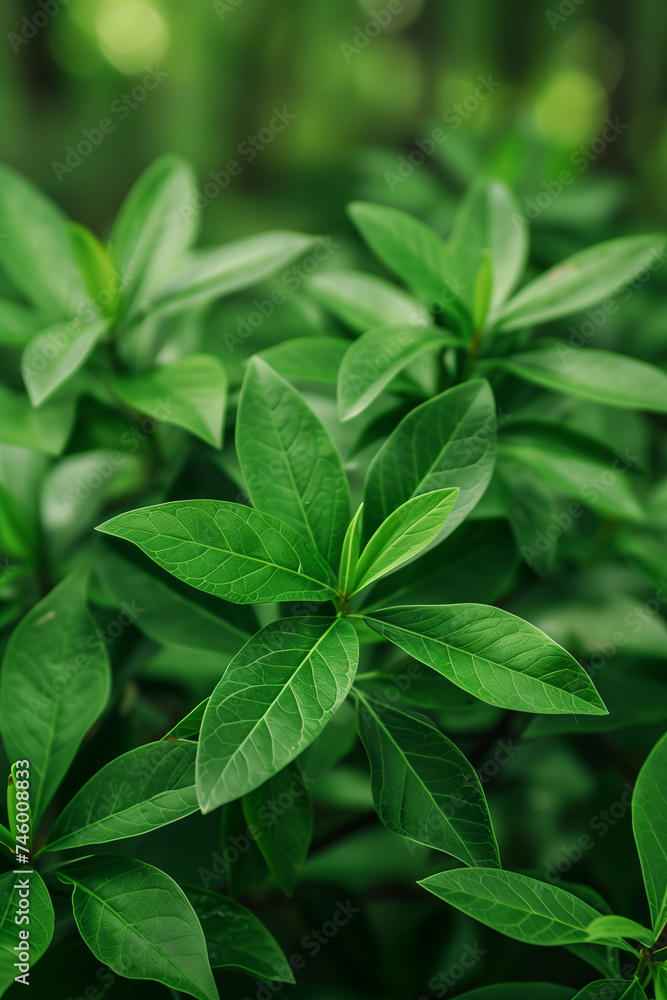 Intricate details of fresh, healthy green leaves. The focus is on the foreground leaves, with a blurred background that accentuates their structure and color. Intricate details of fresh, healthy green leaves. The focus is on the foreground leaves, with a blurred background that accentuates their structure and color.