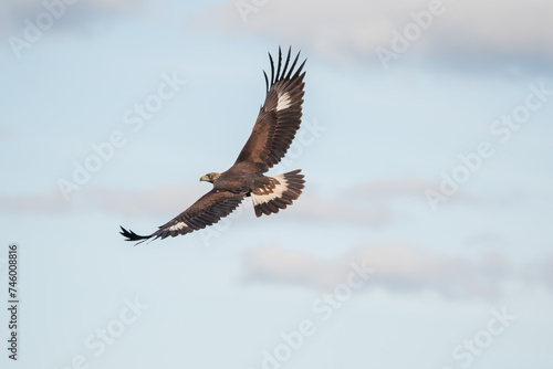 Fotografía Beautiful portrait of a golden eagle in flight with outstretched wings flapping