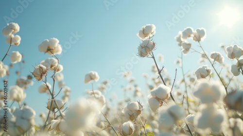 White cotton agriculture field with sky background © Bilal