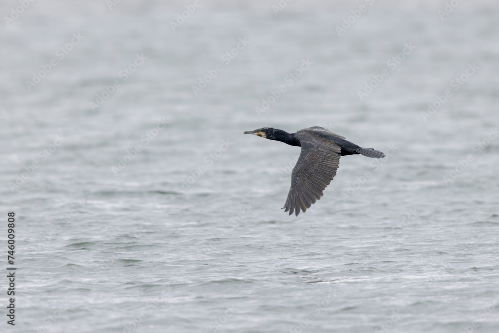 Great Cormorant Phalacrocorax carbo in close view in flight Great Cormorant Phalacrocorax carbo in close view in flight
