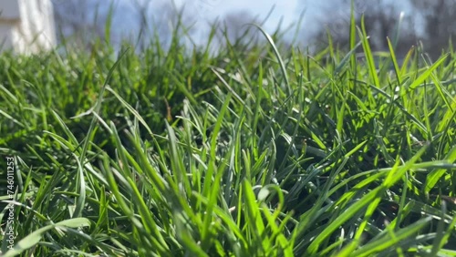 Lush Suburban Lawn Grass in Breeze photo