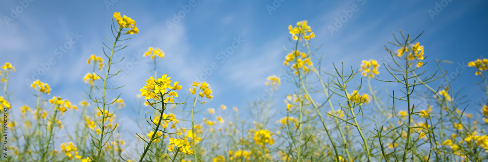 Colza rapeseed flowers close up, blue sky background, panoramic agriculture web banner Colza rapeseed flowers close up, blue sky background, panoramic agriculture web banner