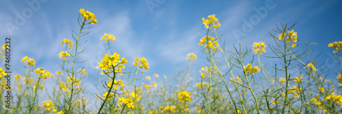 Colza rapeseed flowers close up, blue sky background, panoramic agriculture web banner