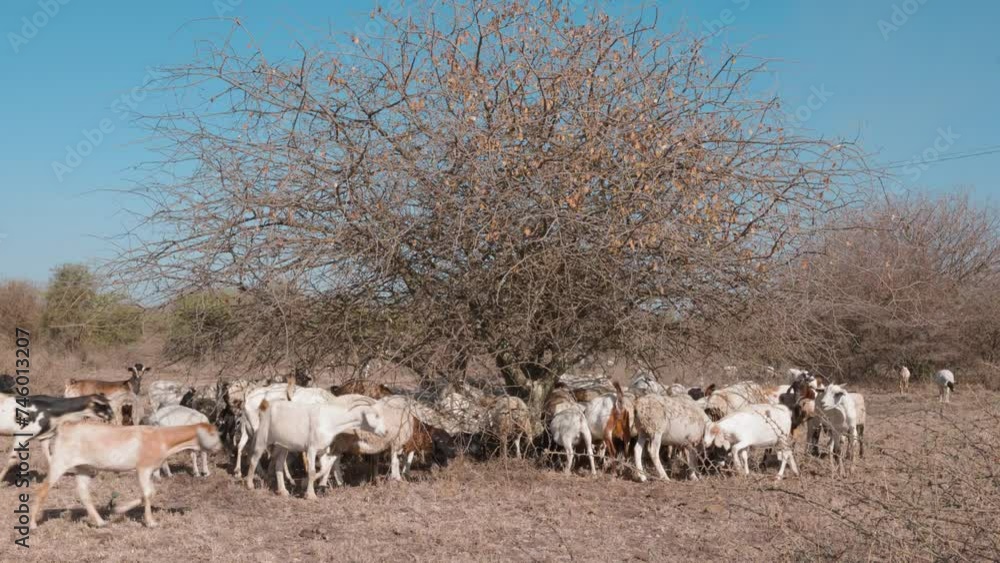 Heard of goats and sheep in extreme dry season under a tree Heard of goats and sheep in extreme dry season under a tree