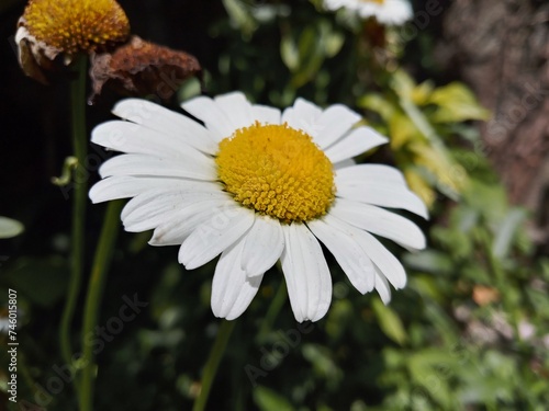 daisy flower photo