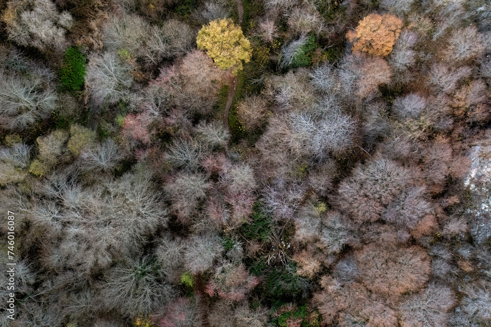 Aerial view of diverse trees in Rio Dulce Natural Park Aerial view of diverse trees in Rio Dulce Natural Park