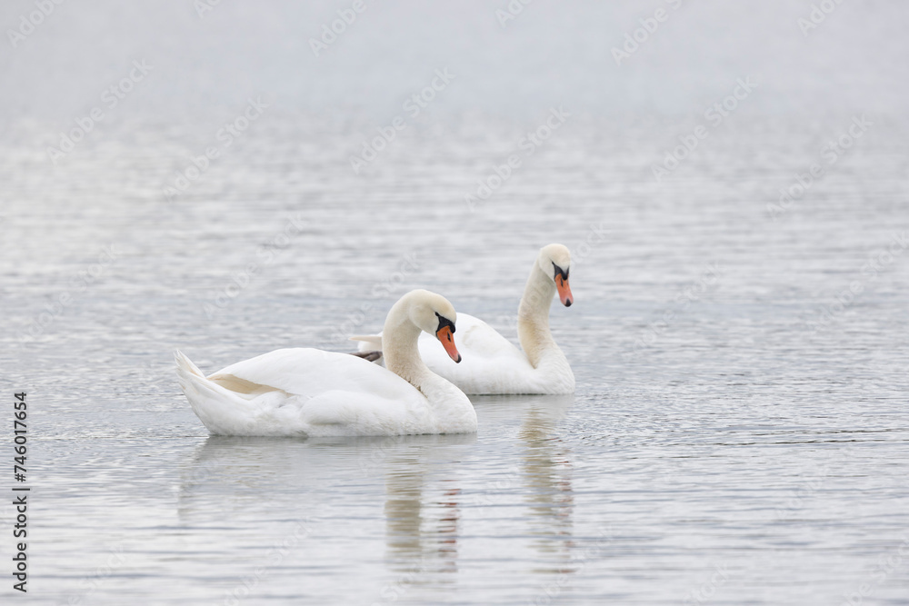 Mute Swan Cygnus olor swimming or taking off from a pond in the early morning
Mute Swan Cygnus olor swimming or taking off from a pond in the early morning