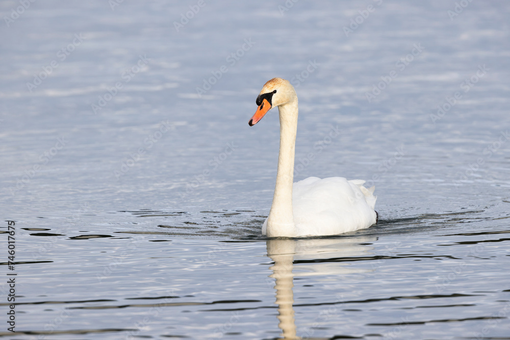 Obraz premium Mute Swan Cygnus olor swimming or taking off from a pond in the early morning 