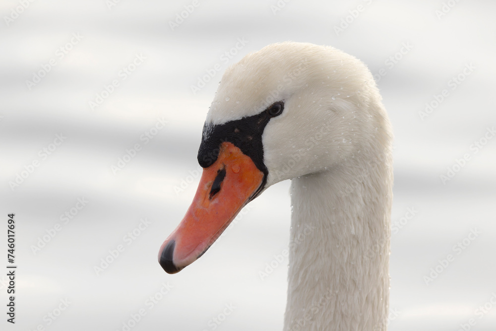Mute Swan Cygnus olor swimming or taking off from a pond in the early morning
Mute Swan Cygnus olor swimming or taking off from a pond in the early morning