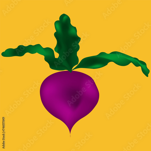 Beetroot is purple. The vegetable is drawn close-up, along with green leaves. The plant can be used as a window decoration.