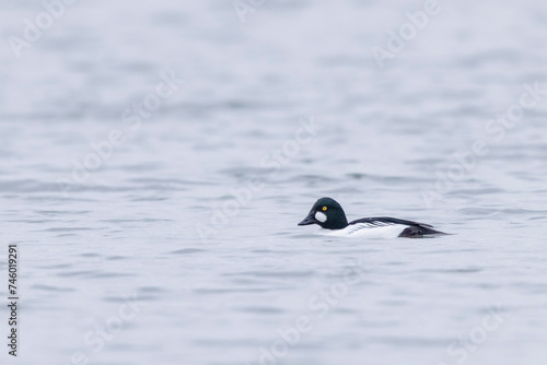 Common Goldeneye Bucephala clangula swimming on the Rhine during wintertime