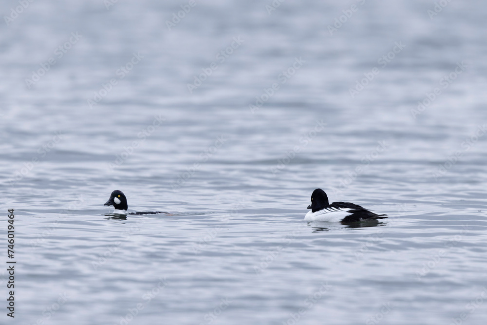 Fototapeta premium Common Goldeneye Bucephala clangula swimming on the Rhine during wintertime