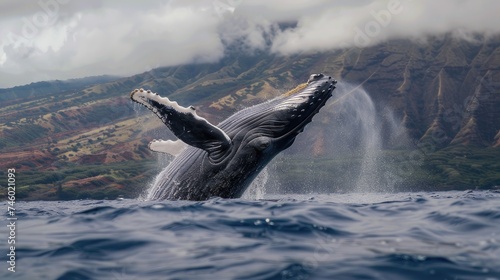 Our captivating image showcases a breaching whale in Maui, Hawaii—experience the thrill of a whale watch tour, a majestic aquatic spectacle.