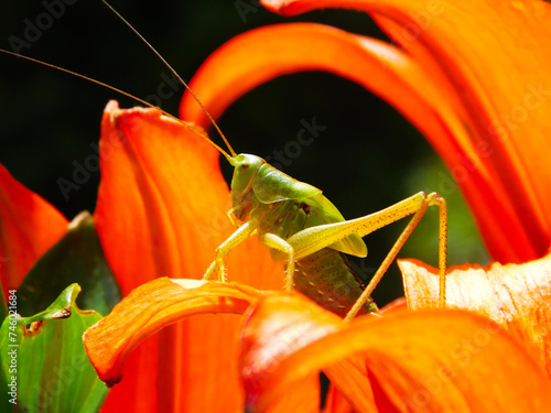 Close-up macro photography of grasshopper taken in a field with flowers photo