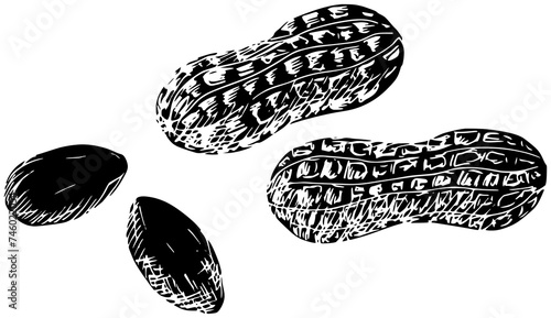 plant illustration peanut silhouette food logo nature icon groundnut outline leaf nut green agriculture soil grow natural garden crop shape of green agriculture for vector graphic background