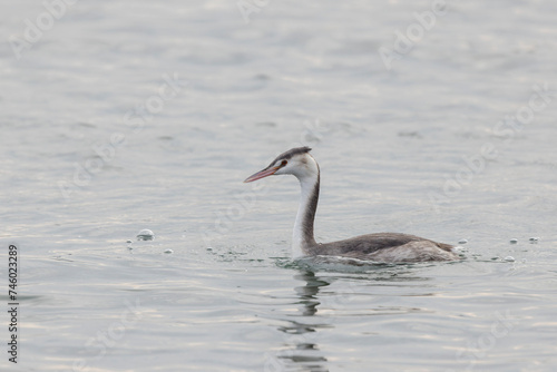 Great crested Grebe Podiceps cristatus on pond