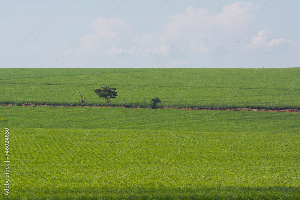 Sugarcane plantation on sunny day Sugarcane plantation on sunny day
