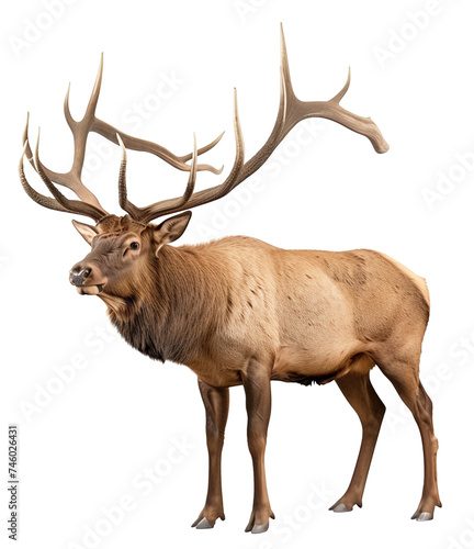 a Bull Elk, standing with large antlers in a 3/4 view PNG, in a Wildlife-themed, isolated, and transparent photorealistic illustration. Generative ai