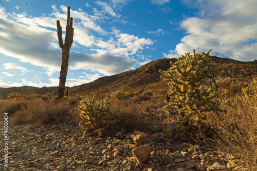 Saguaro and buckhorn cholla cactus in the desert. Phoenix, AZ, USA.  photo