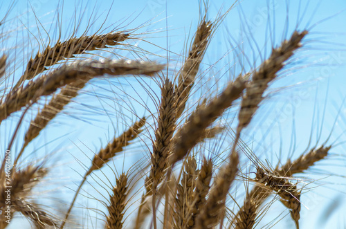 spikelets of wheat on the field close up