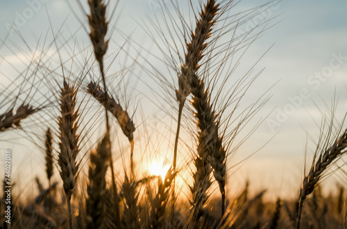 spikelets of wheat at sunset blurry