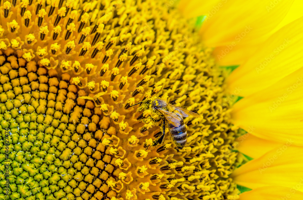 bright yellow sunflower with a bee collecting pollen close-up bright yellow sunflower with a bee collecting pollen close-up