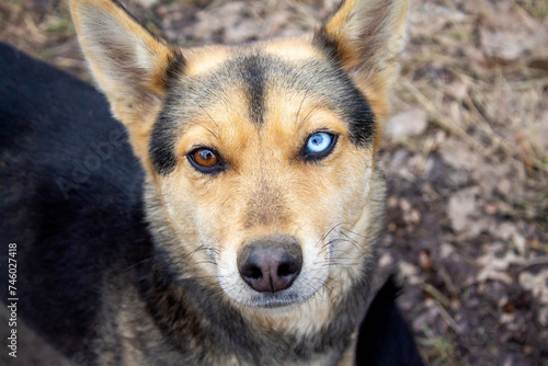 heterochromia in a mongrel dog