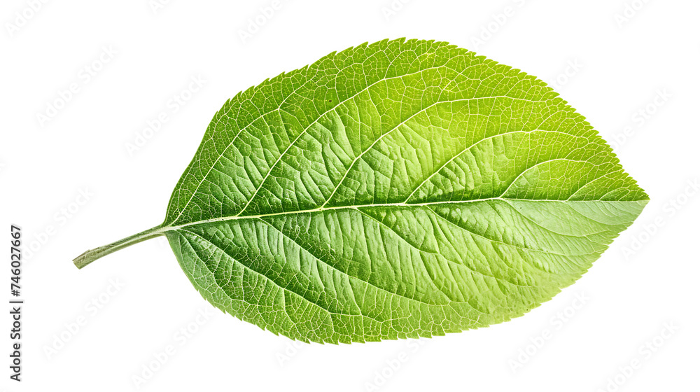 Obraz premium Apple green leaf isolated on transparent background 