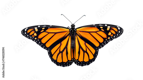Beautiful monarch butterfly isolated on transparent background