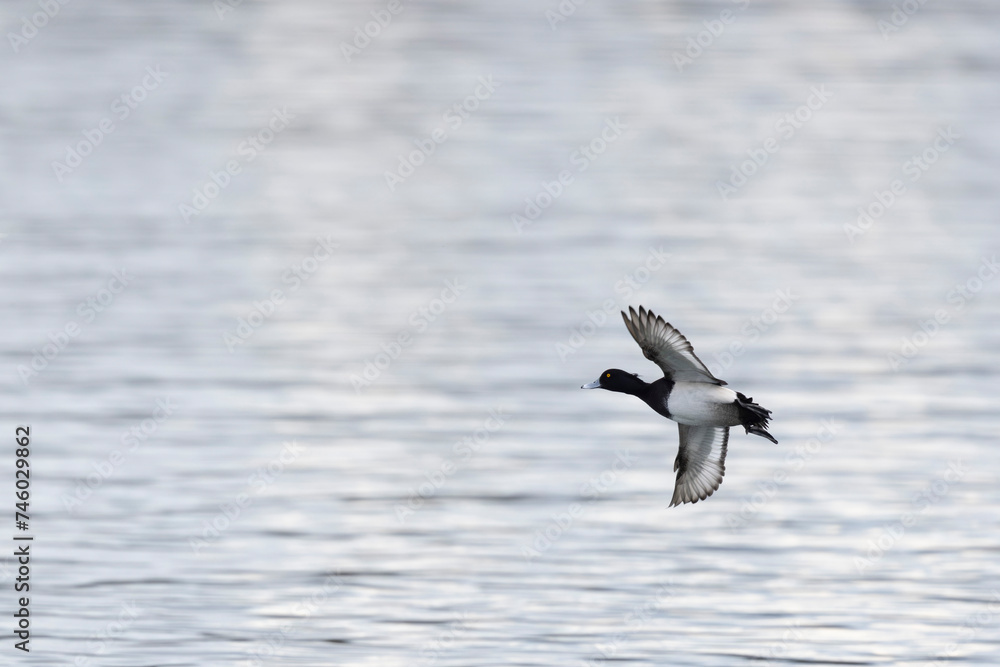Tufted Duck Aythya fuligula swimming on or flying over the Rhine, Alsace, Eastern France Tufted Duck Aythya fuligula swimming on or flying over the Rhine, Alsace, Eastern France